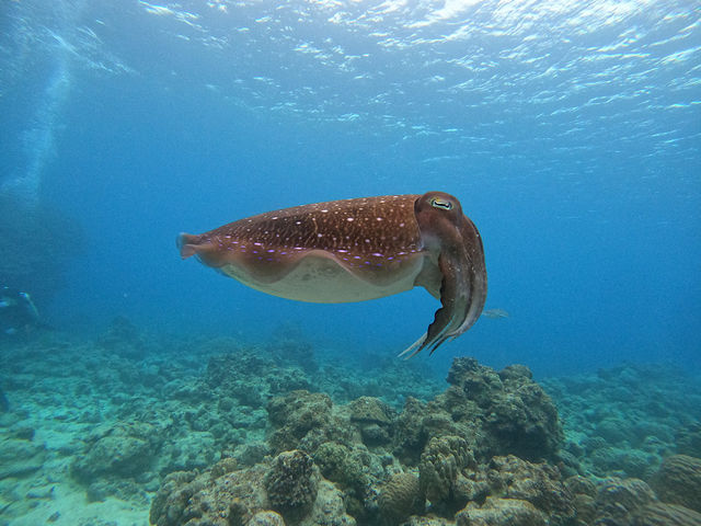 3������5���ɂ����ăR�u�V��(�R�E�C�J)�ɂ�����Ⴄ�Ί_���B�Y�����ɓ���ƐG��邮�炢�߂��܂Ŋ�ꂿ�Ⴂ�܂���B_OG DIVE SERVICE