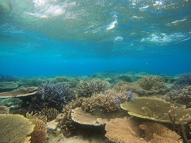 �Ί_���̓}���^��������Ȃ��I�I
�X������������B���̎���ɂ̓}�N���̉��������������ς�
5���ɓ���ƃi�C�g�_�C�u�ŎY�����ς鎖���\
_OG DIVE SERVICE