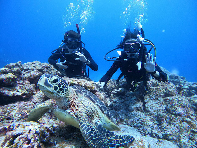 �E�~�K���_���ĊO�������Ƃ���܂����
��������Ȃ����͍s���܂��񂪁A���������Η��{��֗U���Ă����͂�^ ^_OG DIVE SERVICE