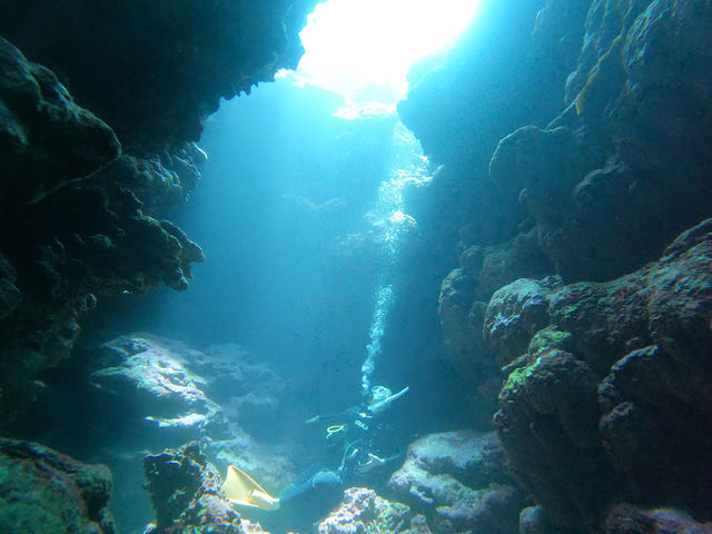 ���d�R�����́A�T���S�A�}���^�A�E�~�K���A�C���J�A�}�N���A�n�`�Ɨl�X�ȃX�^�C���̃_�C�r���O���y���߂��Ⴂ�܂��B_OG DIVE SERVICE