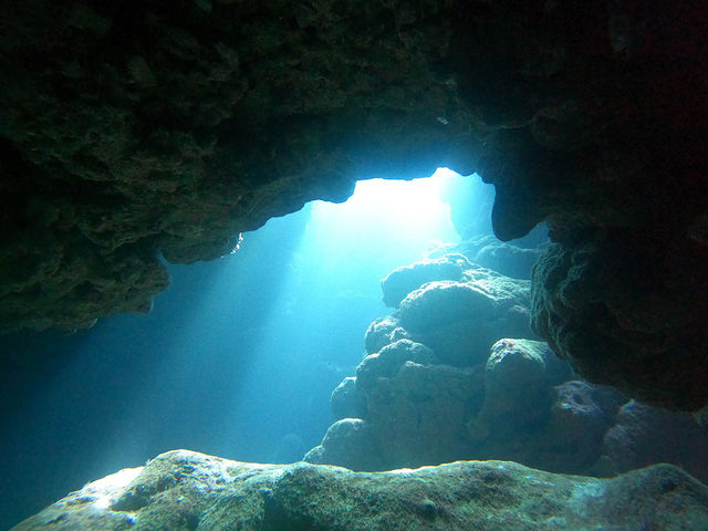 ���L�V�R�̃Z�m�[�e�ɂ������Ȃ����̎����Ă܂��I
���Ȃ��͊C���h�H�W���h�H_OG DIVE SERVICE