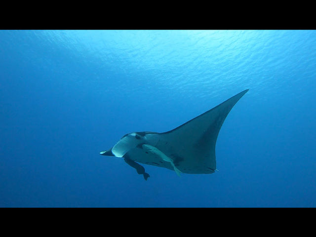 ���X�Ƃ�����藬���悤�ɉj���p�͂�͂�l�CNo.1
�傫���̂�4m over
�����̖͗l�Ō̎���_OG DIVE SERVICE