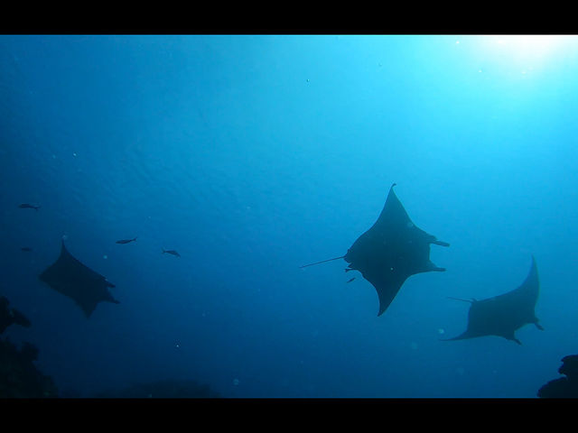 1���A2���A3���c
�������邩������̂��y�����[_OG DIVE SERVICE