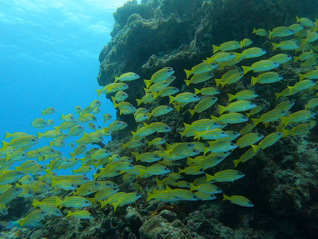 �_�C�r���O�G���ɂ悭�ڂ��Ă�L���C�ȔM�ы�����_OG DIVE SERVICE