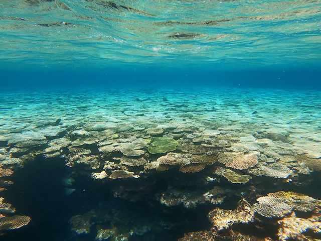 ���̏o���̓T���S�̒I�����o�}��_OG DIVE SERVICE