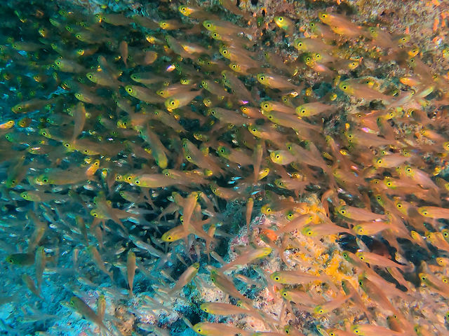 �L�������h�L�������Ⴄ���Ⴄ���Ⴄ����
���̉��ɂ̓X�J�V�e���W�N�_�C_OG DIVE SERVICE