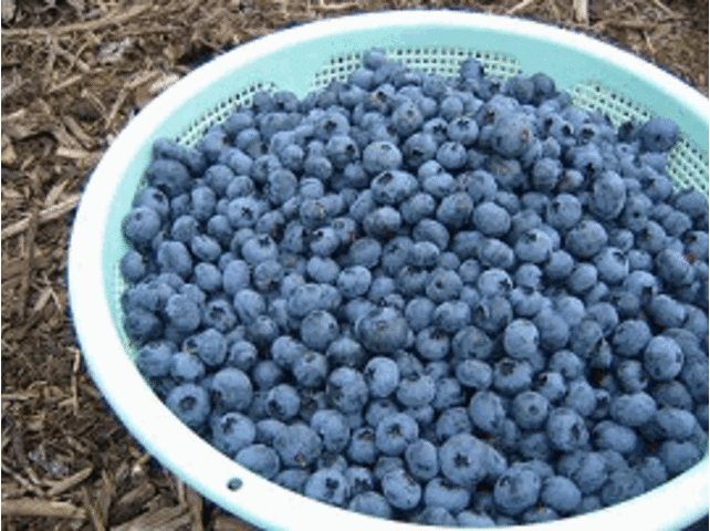 ����������n�ł��܂��B_�x�m�R�W�t�@�[��