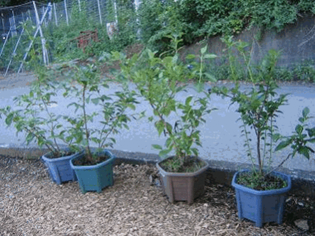 ��ٰ��ذ�̕c���̔����܂��B_�x�m�R�W�t�@�[��