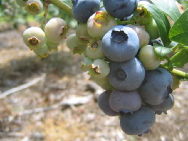 ��ٰڲ��_�x�m�R�W�t�@�[��