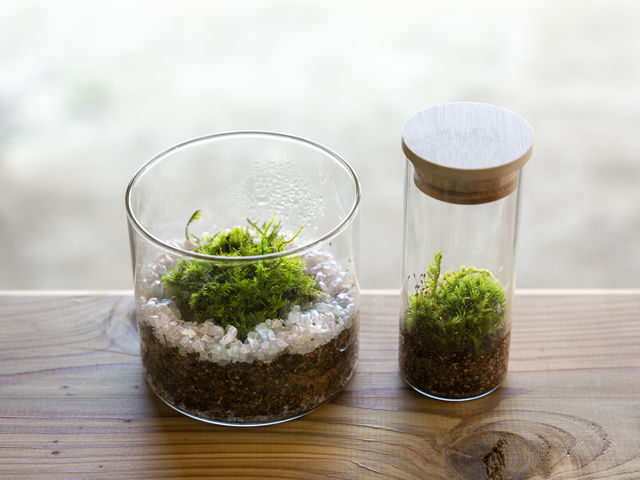 ���b��̑ۃe�����E�����̌�_�����쎩�R�̌��t�@�[��