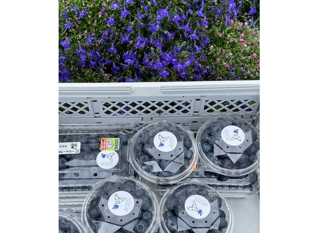 �̔����s���Ă��܂�_�������u���[�x���[��