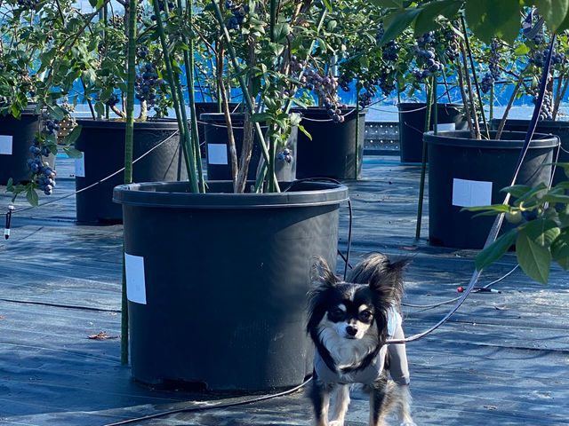 Blueberry Farm HAMANAKO