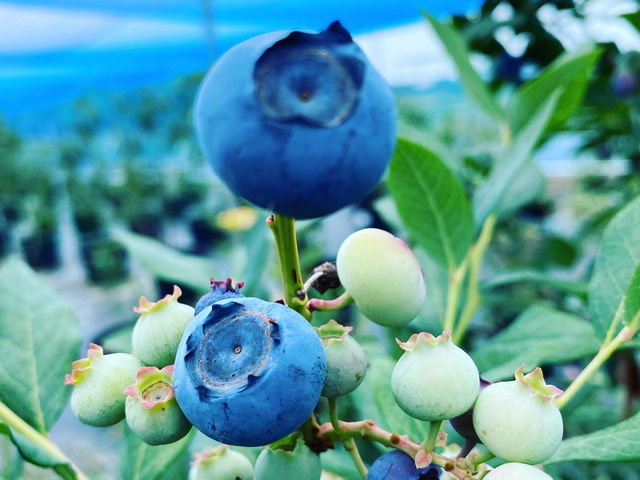 Blueberry Farm HAMANAKO