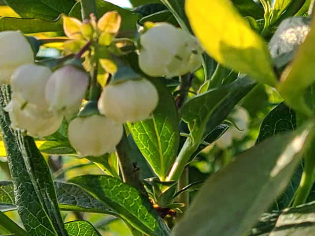 �u���[�x���[�̉�_�L���Ȏ���_�� �u���[�x���[lov.