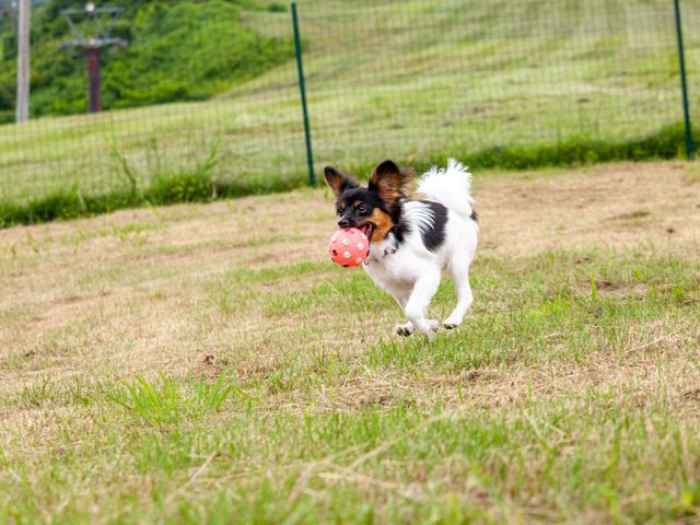 �ċG�c�Ɗ��Ԃ͈����ƈꏏ�Ɋy���߂܂�_�U�E���F�����_�ΑŊێR/�ΑŊێR�X�L�[��