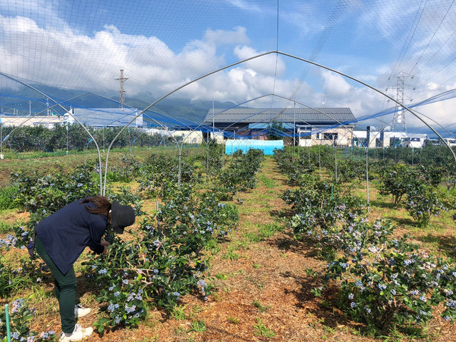 �M�B�R�`�� B.B���� �u���[�x���[�t�@�[��