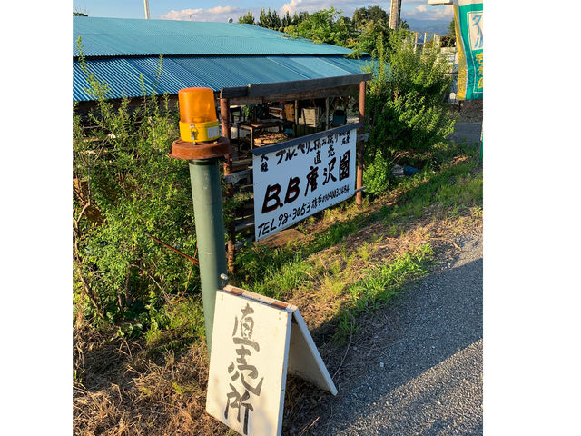 �M�B�R�`�� B.B���� �u���[�x���[�t�@�[��