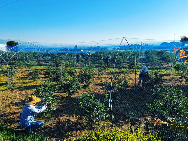 �M�B�R�`�� B.B���� �u���[�x���[�t�@�[��