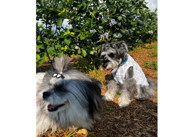 �M�B�R�`�� B.B���� �u���[�x���[�t�@�[��