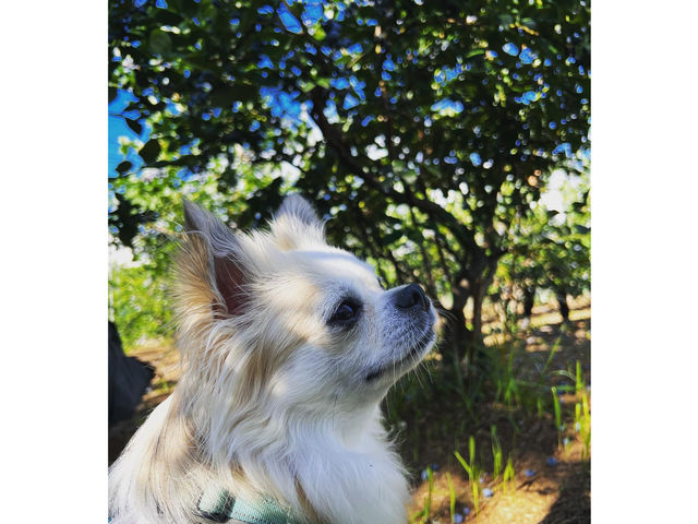 �M�B�R�`�� B.B���� �u���[�x���[�t�@�[��