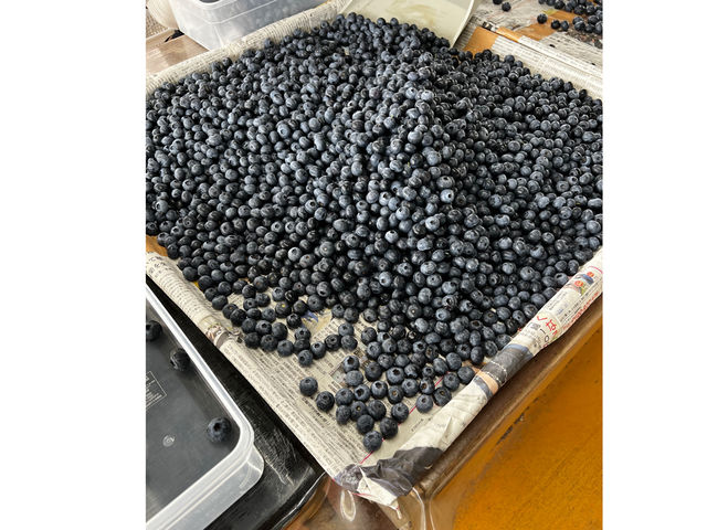 �M�B�R�`�� B.B���� �u���[�x���[�t�@�[��