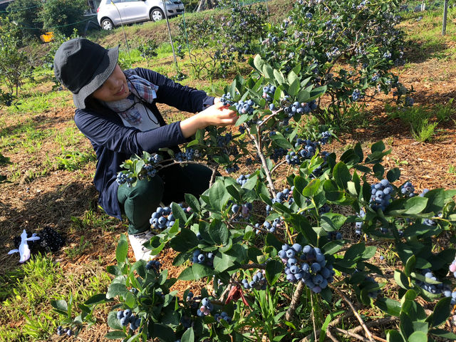 �M�B�R�`�� B.B���� �u���[�x���[�t�@�[��