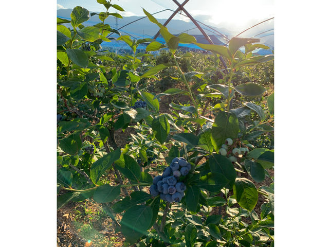 �M�B�R�`�� B.B���� �u���[�x���[�t�@�[��