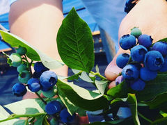 Blueberry Farm HAMANAKO̎ʐ^1