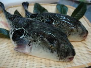 �ӂ��≮ �Ȃ������̎ʐ^2