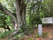 ���R�_�Ђ̎ʐ^3