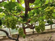 �˓c�_�� ���m�ۉ����g���̎ʐ^4