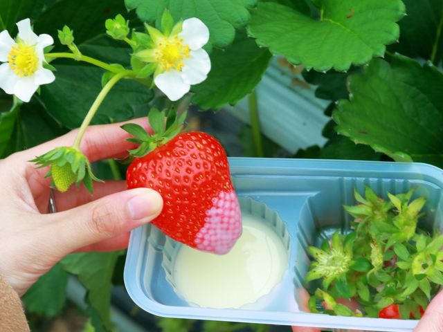 �g�b�s���O�̎������݂�OK�I��t�ŗ����E�`���R�\�[�X���̔����Ă��܂�_��������_�� �т�΃t�@�[��