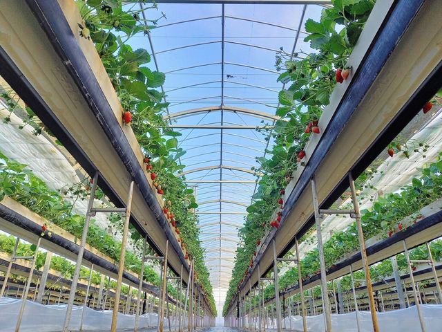 ���ݍ͔|�Ȃ̂ŁA�������܂܂�������肪�y���߂܂��B�ʘH�����L���̂Ńx�r�[�J�[��Ԃ������X�C�X�C��_��������_�� �т�΃t�@�[��