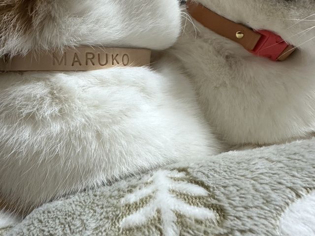 Maciolla leather factory