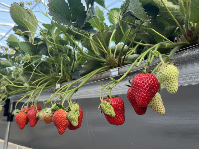 ���˓y���_��