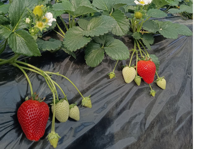 ���n�����Ƃ��������@_��󂢂�����