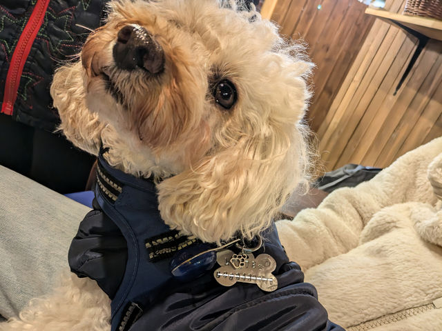 �y�b�g�̓������\�ł���
�l�[���v���[�g�Ȃǂ�����肢�������܂��I_Alsomitra Jewelrycraft and Cafe