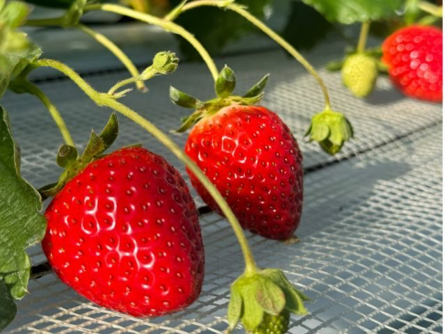 �t�@�~���[�K�[�f��NHW�̎ʐ^1