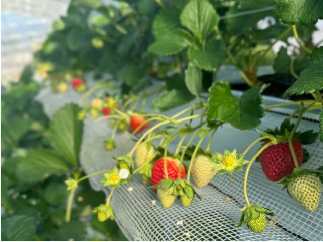 �t�@�~���[�K�[�f��NHW