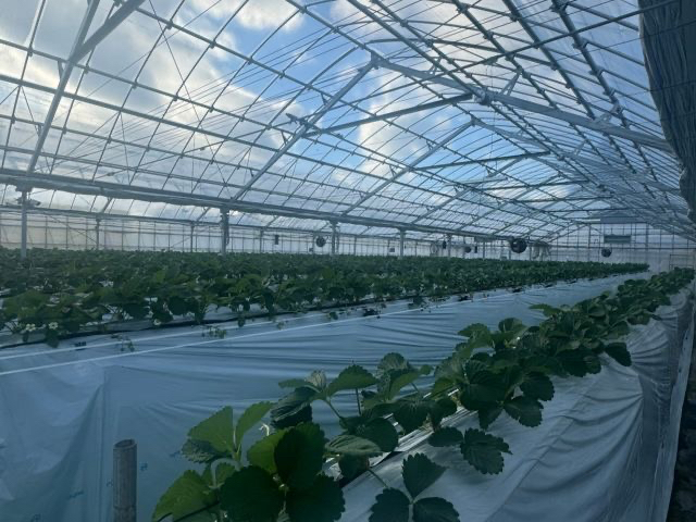 �t�@�~���[�K�[�f��NHW