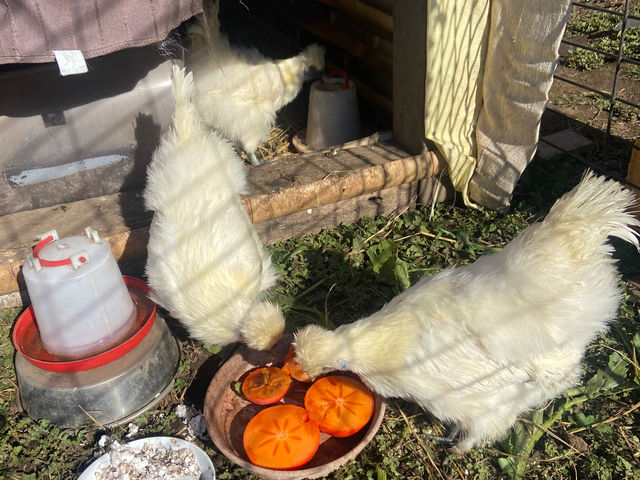 3�H�̉G���{�A�a��肵����������ł��܂��I�悤�₭���𐶂ݏo���܂����I_���񂳂񎩑R�_��