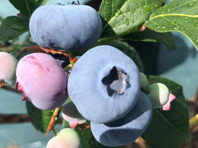 500~ʁI100~ʂ̎I_u[x[Ɉ͂܂