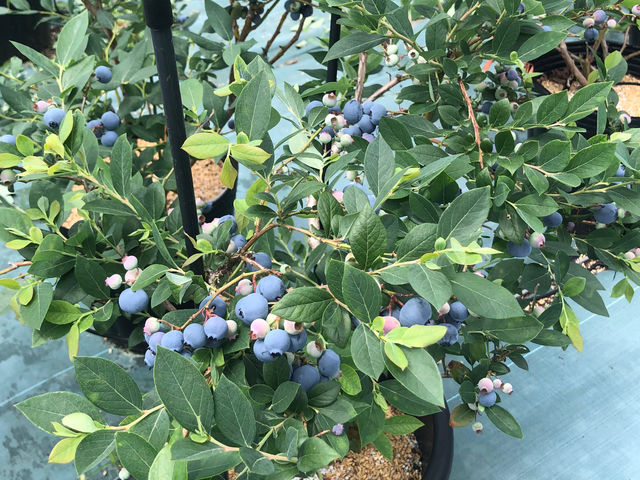 �h���V�[�g��~���Ă���̂ŁA�E�ݎ������S��_�u���[�x���[�Ɉ͂܂��