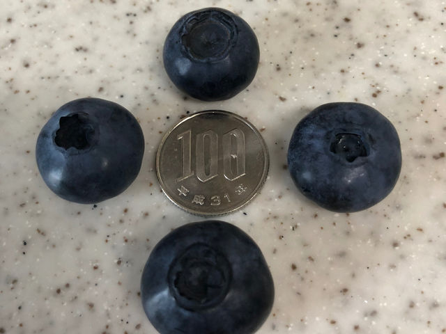 �嗱�I�I�I�I_�u���[�x���[�Ɉ͂܂��