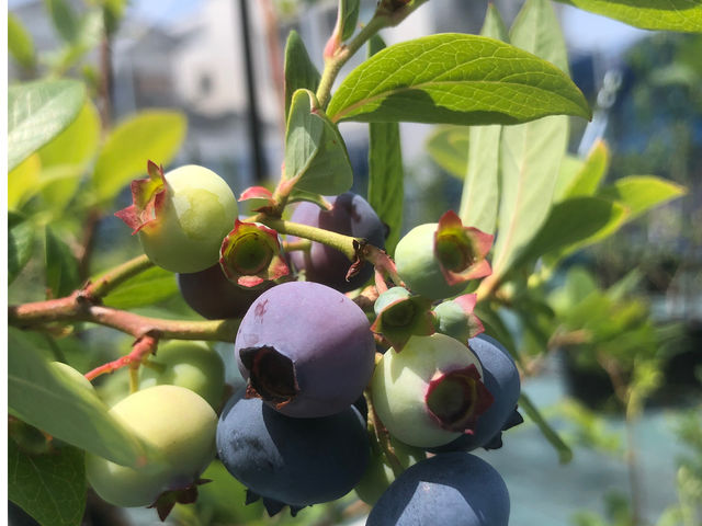 ���n�O_�u���[�x���[�Ɉ͂܂��