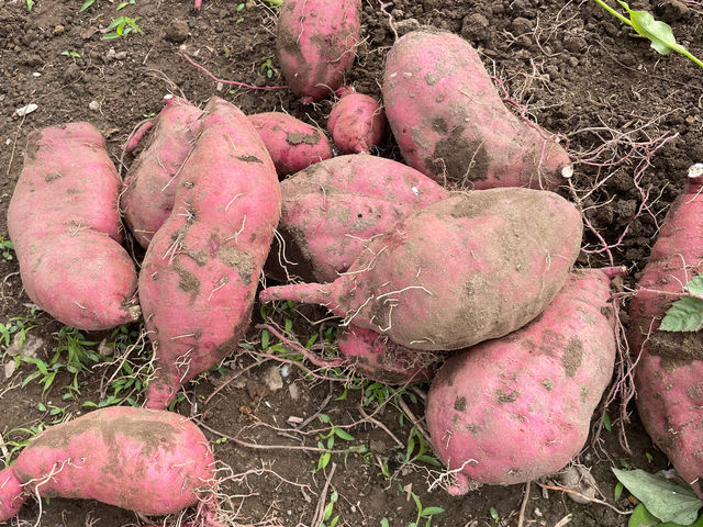 ���܂����x��̌�������Ă��܂�_�u���[�x���[�Ɉ͂܂��