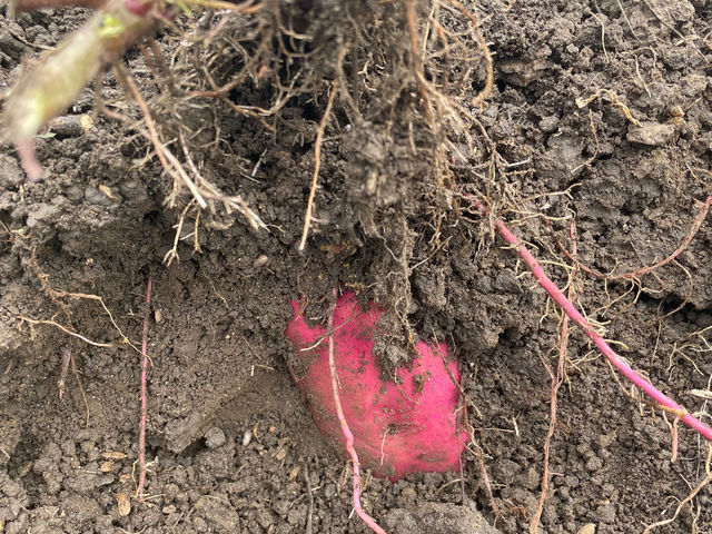 �g�͂邩�A�V���N�X�C�[�g_�u���[�x���[�Ɉ͂܂��