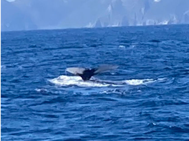 �N�W���̃e�[���i���h�j�̖͗l�Ō̂����ʂ��Ă��܂��B_�A�N�A���i