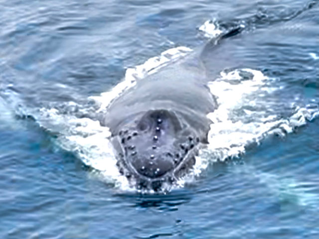 �Ԃ����N�W���͍D��S�����@�@�z�G�[������ł͓K�x�ȋ�����ۂ��ϑ����s������K�C�h���C�������肵�Ă��܂��B_�A�N�A���i