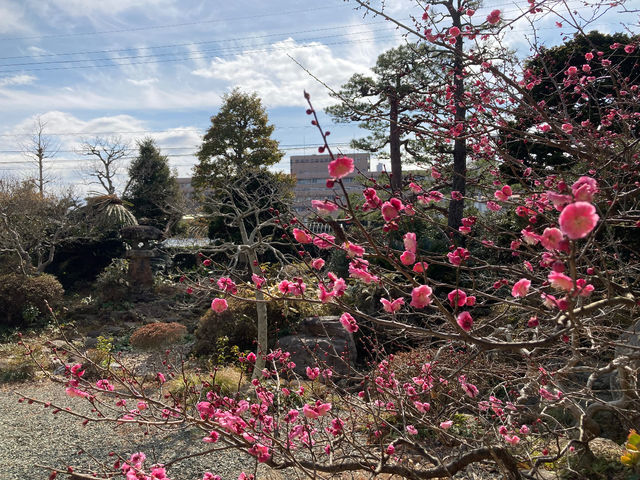 ����̔~�̖�_���͐��̋����y�Ēå�܂̂��_�� �ꉮ�z